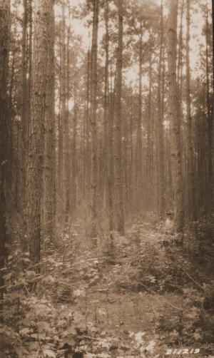 Caption reads:  "Castor thinning plot (Mt 111, Urania), loblolly pine, 31 years old, plot established in 1915 heavily thinned plot E2.  Photo station 6 feet southwest of the NW corner stake of plot, man standing next to tree 70."