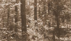 View of Maxwell plot U-5, taken in May 1946 by unknown photographer in LaSalle Parish, Louisiana.  Photo of 39 year old stand, taken 11 years after fifth thinning.
