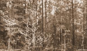 Caption reads:  "Thirty-nine-year-old stand [Maxwell plot U-54] of loblolly pine 21 years after thinning to 100 crop trees per acre."