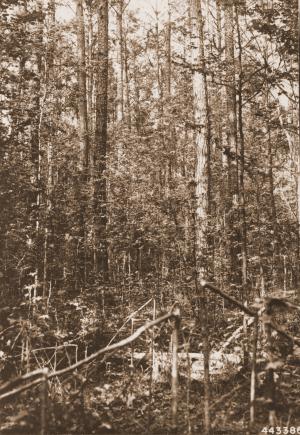 Caption reads:  "Same view of stand [Maxwell plot U-55] when 38 years old."