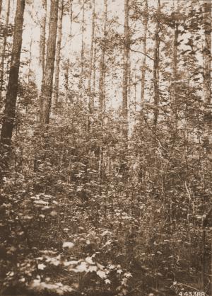 Caption reads:  "View of same stand [Maxwell plot U-56] at 38 years after fourth thinning, Tree No. 60 is in extreme left of photograph."