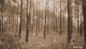 Caption reads:  "View of Nelson plot U 68 one year after heavy thinning.  Twenty-eight year old stand of loblolly pine."