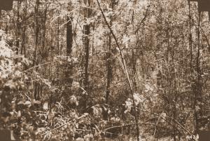 Caption reads:  "View of same portion of stand [Nelson plot U 68] 17 years after initial thinning and 12 years after second thinning."