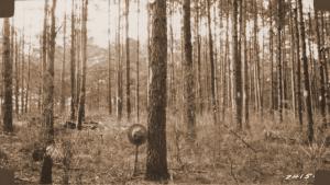 Caption reads:  "View of thinned Nelson plot U 78.  The old-field loblolly pine stand is 28 years old.  A fire burned thru this plot one year before this photo was made."