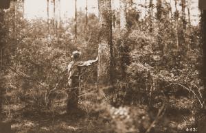 Caption reads:  "View of same stand [Nelson plot U 78] 16 years later at 44 years of age."