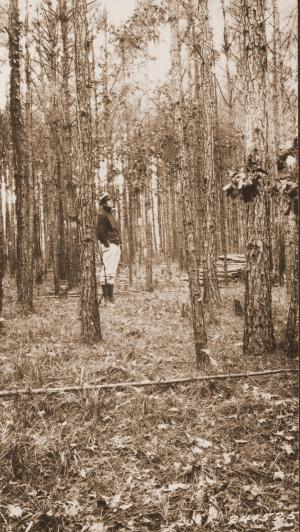 Caption reads:  "View of 22 year old stand on [Isom Strange] plot U 81 one year after light French thinning."