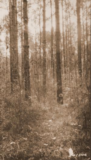 Caption reads:  "View of 33 year old stand on the [Arnold] unthinned check plot from north line of plot."