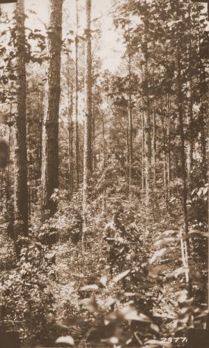 Caption reads:  "View of 33 year old stand [Arnold plot U-70] of oldfield loblolly pine 1 year after initial light French thinning."