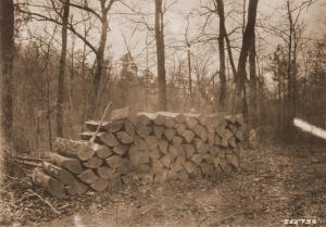 Caption reads:  "Plate 1.  White oak heading bolts 25 inches long and cut from trees about 18 to 24 inches d.b.h.  All sound wood for tight cooperage. Rock Creek, Mena District, Ouachita National Forest."  Plate #1 in W.G. Wahlenberg, "Report on a trip for the tentative location of an experimental forest within the Ouachita National Forest, Arkansas."  Unpublished USFS report dated April 25, 1931, on file with SRS.