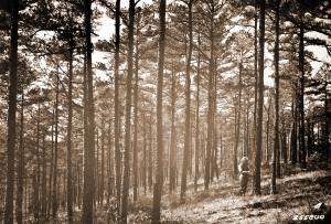Caption reads:  "An even-aged stand of shortleaf pine, Irons Creek, Ouachita National Forest.  Man boring tree 10.5 inches d.b.h., 48 feet tall and 70 years old.  Here, there are 292 pines per acre ranging from 4 to 14 inches in diameter and 20 hardwoods from 10 to 14 inches in diameter.  Although such stands exist over relatively small areas, studies of methods of commercial thinning by the sample plot method would be advisable in stands of this kind before many years have passed."  Plate #11 in W.G. Wahlenberg, "Report on a trip for the tentative location of an experimental forest within the Ouachita National Forest, Arkansas."  Unpublished USFS report dated April 25, 1931, on file with SRS.