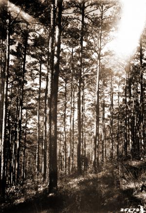 Caption reads:  "Stand of shortleaf pine timber on private land adjacent to the Ouachita National Forest.  Man boring into tree 67 years old, d.b.h. 11.2 inches, height 61 feet.  Irons Creek.  Some such stands as this are being added to the National Forest in the present program of acquisition.  However, much of the land being acquired is less fully stocked because of frequent fires and long abuse."  Plate #12 in W.G. Wahlenberg, "Report on a trip for the tentative location of an experimental forest within the Ouachita National Forest, Arkansas."  Unpublished USFS report dated April 25, 1931, on file with SRS.