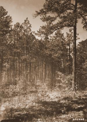 Caption reads:  "Stand of small poles on Irons Creek.  Man measuring tree 5 inches d.b.h., 32 years old, and 32 feet high.  This stand is typical of many on the Cold Springs District, Ouachita National Forest, but scarce on Irons Creek.  This patch covers only about 1/10 acre.  Such stands large enough for thinning plots have not been found on Irons Creek."  Plate #15 in W.G. Wahlenberg, "Report on a trip for the tentative location of an experimental forest within the Ouachita National Forest, Arkansas."  Unpublished USFS report dated April 25, 1931, on file with SRS.