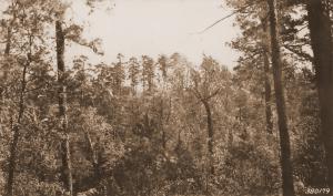Caption reads:  "#7, Selective Watershed, Jones Creek.  General view into watershed #7 before cutting.  Camera faced N.E. Station on S.E. ridge of watershed.  Camera Sta. #13."