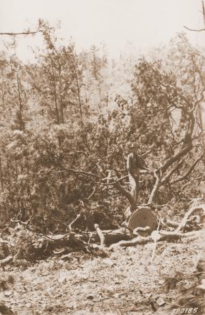 Caption reads:  "#2 Watershed, upper section logging road, Jones Creek.  Top intact following logging on clear-cut area.  Taken immediately after logging.  Needles green and persistent.  Extra large top.  Average diameter at cut 25 inches.  Camera Sta. #17."