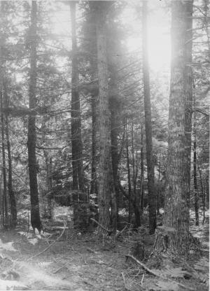 Good cutting practice (selection cutting) in the Cutting Practice Level study, eastern hemlock and spruce stand 4 years after improvement cutting, in MU1 on July 28 1954