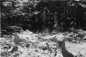 Opening made when eastern hemlock were cut 10 years ago, no regeneration, only ferns, photo point #5 in MU12 on July 16 1954