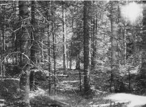 Before cutting in balsam fir stand, photo point #6 (near corner of MUs 1, 8, 11, and 12, looking southeast) in MU12 on July 16 1954