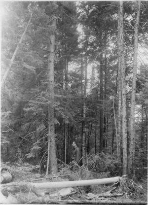 Before cutting, photo point #3 (permanent sample plot 3/3 is 10 feet east) in MU12 on July 16 1954
