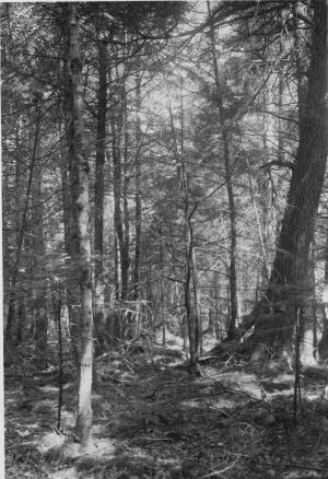 11-inch dbh red maple and 23-inch dbh eastern hemlock marked to release 11-inch dbh red spruce, photo point #5 (permanent sample plot 6/1) in MU13 on July 5 1956