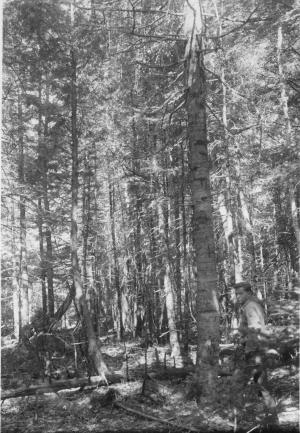 Heavy marking of balsam fir, 7-12 inches before cutting, in MU13, photo point #4 on July 5 1956