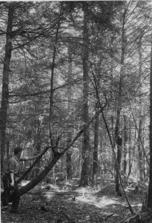 Eastern hemlock marked for cutting, in MU13 on July 5 1956