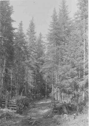 Wood cut in spring of 1958 stacked along woods road near western boundary, in MU2 in May 1958