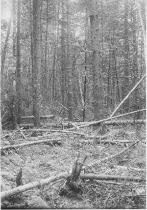 Mixed stand of balsam fir, poplar, red maple, spruce, and northern white-cedar, in MU2 on August 16 1951