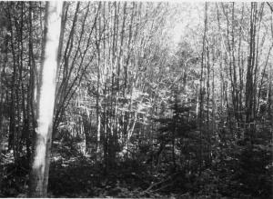 Red maple sprout clumps before thinning, on moist site along intermittent stream, balsam fir and white spruce regeneration, photo point #3 in MU2 on August 16 1951