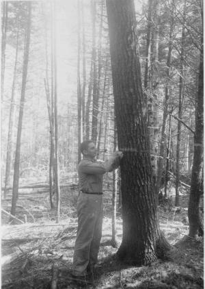 Walter Kaulfuss measuring diameter of 16-inch dbh eastern white pine (opening in left background is in MU7A), permanent sample plot 2/1 in MU21 on July 28 1954