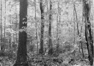 Eastern hemlock - hardwood stand before cutting, 9-inch dbh red maple and 12-inch dbh American beech marked for cutting, 14-inch dbh hemlock kept as future sawlog tree, balsam fir and beech regeneration, photo point #2 (on MU boundary behind permanent sample plot 1/1) in MU24 on May 24 1955