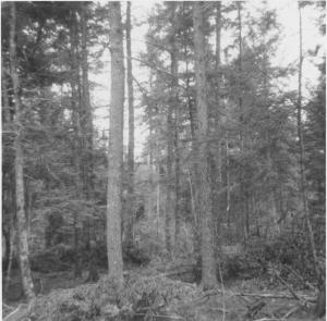 View from permanent sample plot 4/3 while second cut of three-stage uniform shelterwood was progressing, in MU29 on July 24 1968