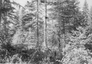 Black spruce - American larch swamp, spruces are 5-6 inches dbh, center spruce (just right of snag) is on the edge of the permanent sample plot, the shrubs are chiefly rhodora, also wild raisin (Viburnum cassinoides), leather-leaf, Labrador tea, and alder, photo point #6 (on permanent sample plot 5/2, 8 feet from the plot center, facing east) in MU32 on September 27 1955