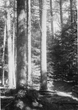 Eastern white pine stand with balsam fir understory (1-3 inches dbh), three pines in foreground are 10-12 inches dbh, the red pine is 10-11 inches dbh, there are four white pines in the background, photo point #2 (0.7-chain from swamp sub-compartment, boundary, and along cruise line 1) in MU32 on September 27 1955