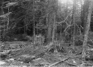 After cutting, photo point #2 in MU5 on August 2 1954