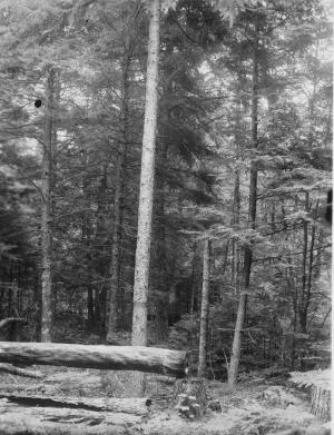 7-inch dbh red spruce pruned and released by cutting 14-inch dbh red maple, in MU7 on July 27, 1954