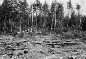After cutting, looking across a yard cleared during the 1953 commercial clearcut, residual stand in background is eastern hemlock and hardwoods up to 8 inches dbh, red maple sprouts coming up in the cleared area, photo point #5 (south 55 degrees east) in MU8 on May 2 1955