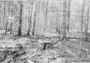 Softwood stand, stumps of 13-inch red maple and 12-inch red spruce in center foreground, photo point #1 in MU9 on May 17 1954