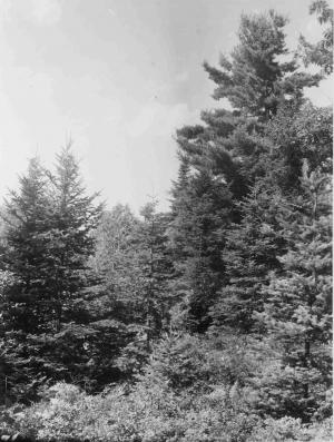 Overtopping gray birch and red maple cut to release softwood reproduction, along road to boat landing on August 2 1954