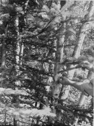 Weeding with sodium arsenite tabs. Tab being inserted in grey birch to release white spruce sapling, on August 2 1954
