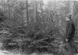 Red spruce regeneration under eastern hemlock overstory on December 3 1958