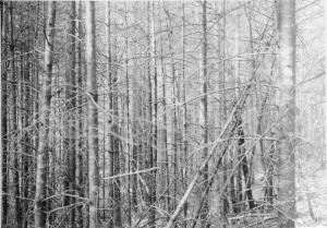 Balsam fir thicket on December 3 1958