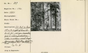 FS [Forest Survey?] Plot 71, from SP-6 to right of line Ⓢ 3 = d 75'. 127 years. Lowerstory good ŝ & Ⓢ reproduction; alder & willow most large openings. Understory sphagnum, rosa, Labrador tea, vaccinium.