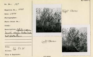 Offsite aspen, knoll above Hicks Creek, test photo #. Offsite aspen, knoll above Hicks Creek, test photo #.