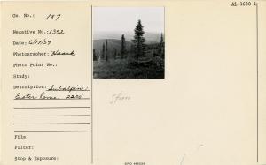 Subalpine, Ester Dome. 2200'.