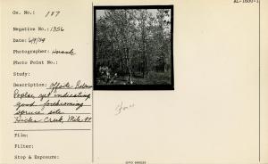 Offsite balsam poplar, yet indicating good forthcoming spruce site. Hicks Creek, Mile 97.