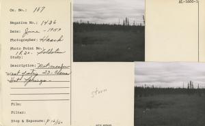 Wet meadow west of strip 23, Chena Hot Springs; Photo point: 1R 20, Soldotna.