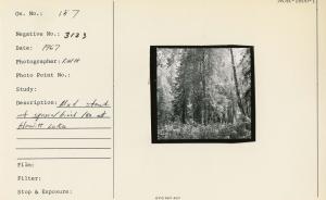 Mixed stand of spruce/birch/co at Hewitt Lake.