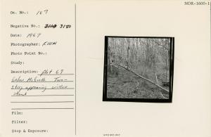 Plot 69 below McGrath. Two-story appearing willow stand.