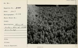 Hewitt Lake. Mix of ST/P/Birch/Co/Sp.