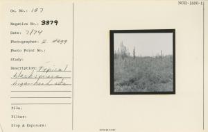 Typical black spruce. Higer-head[?] site.